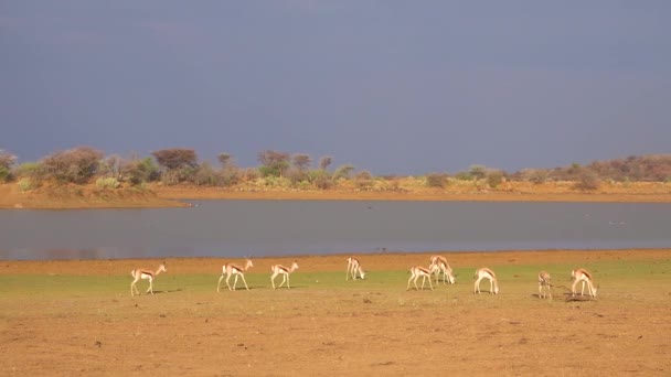 Springbock Gazellenantilopenwanderung Der Nähe Eines Wasserlochs Erindi Park Namibia — Stockvideo