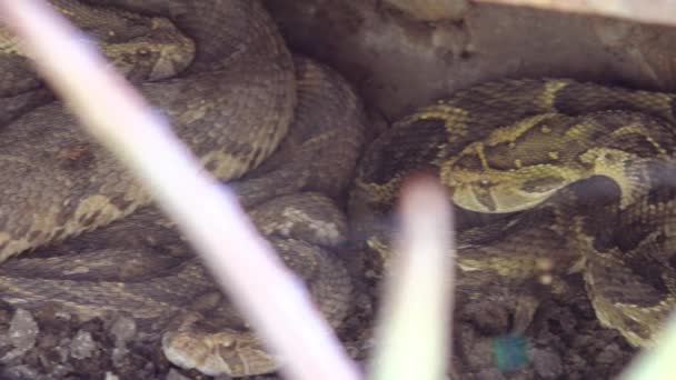 Πολύ Θανατηφόρο Φίδι Οχιά Βρίσκεται Τυλιγμένο Άλλα Φίδια Στην Έρημο — Αρχείο Βίντεο