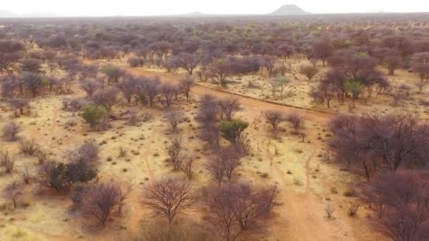 Goede Antenne Van Springbok Gazelle Antilopen Afrikaanse Savanne Namibië — Stockvideo