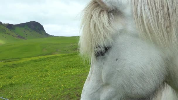 Gros Plan Beau Cheval Poney Islandais Debout Dans Champ Vert — Video