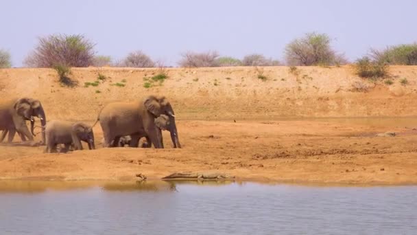 乾燥した埃っぽいアフリカゾウの群れが水飲み場に到着し ナミビアのErindi Parkで遊んでいます — ストック動画