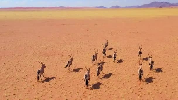 Lenyűgöző Antilop Vadon Élő Antilop Csorda Felett Száguldó Antilopok Száguldanak — Stock videók