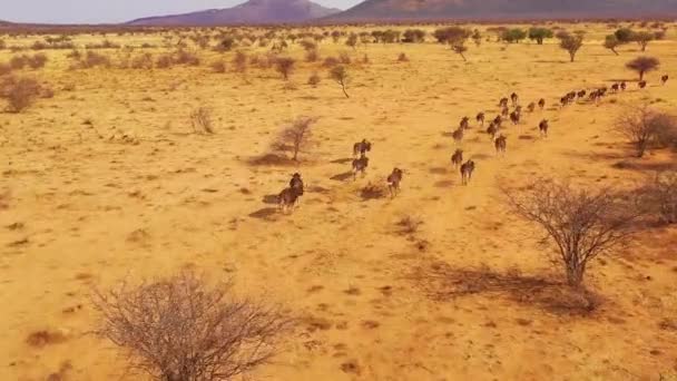 Utmärkt Drönare Antenn Svarta Gnuer Som Löper Slätterna Afrika Namib — Stockvideo