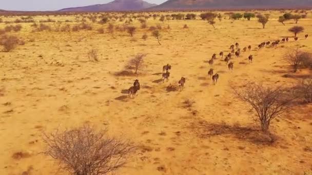 Afrika Düzlüklerinde Namib Çölünde Namibya Yaşayan Mükemmel Kara Antiloplar — Stok video