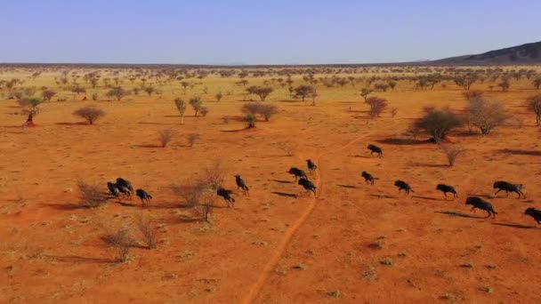 Excelente Drone Aéreo Gnus Negros Correndo Nas Planícies África Deserto — Vídeo de Stock