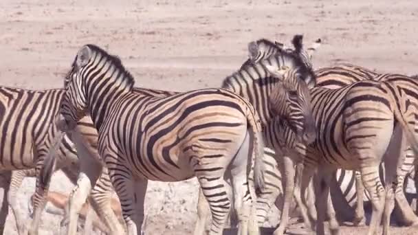 シマウマは アフリカのナミビアのエトーシャ国立公園の平野で怖がっています — ストック動画