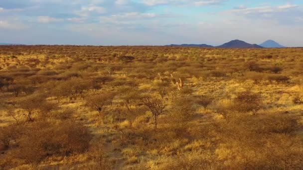 ナミビアのエルディーニ野生動物公園のサファリでサバンナを走るキリンよりも良い空中 — ストック動画