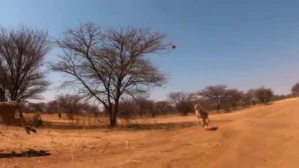 Zwei Afrikanische Geparden Laufen Zeitlupe Durch Die Ebenen Afrikas — Stockvideo