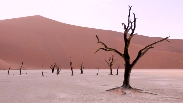 纳米比亚 纳米布沙漠 纳米布Naukluft国家公园的Deadvlei和Sossusvlei 黎明时分出现了令人惊叹的枯树轮廓 — 图库视频影像