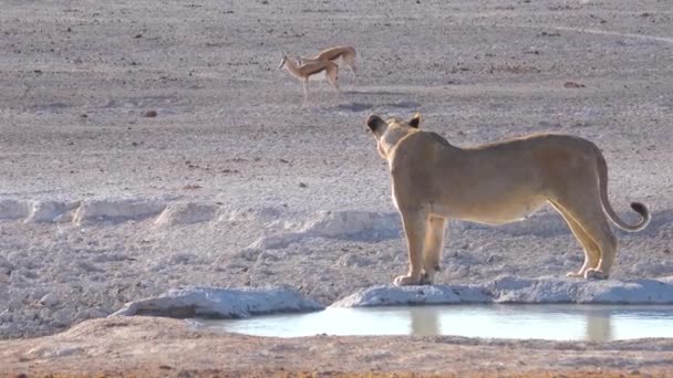 Lion Femelle Tient Côté Point Abreuvement Regardant Loin Antilope Springbok — Video