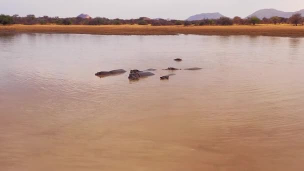 エリンディ公園 ナミビア アフリカのカバのグループと散水穴の上に非常に良い航空機 — ストック動画