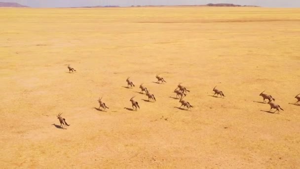 Verbazingwekkende Antenne Enorme Kuddes Oryx Antilopen Wild Snel Lege Savanne — Stockvideo