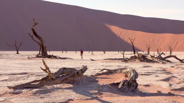 Туристы Прогуливаются Рядом Мертвыми Деревьями Силуэт Рассвете Deadvlei Sossusvlei Намиб — стоковое видео