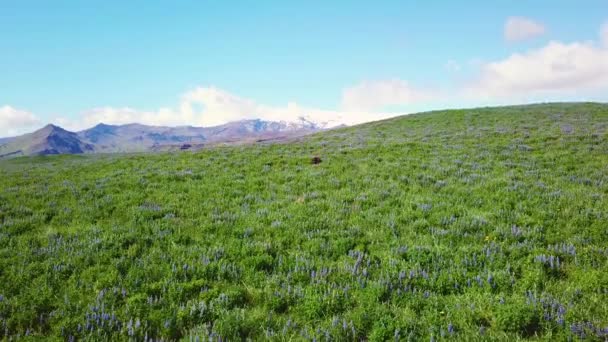 Vzrůstající Vzduch Nad Rozlehlými Poli Vlčích Květin Rostoucích Jižních Horách — Stock video