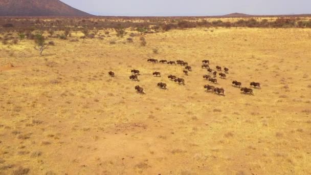 Doskonała Antena Drona Czarnych Dzikich Zwierząt Biegnących Równinach Afryki Pustynia — Wideo stockowe
