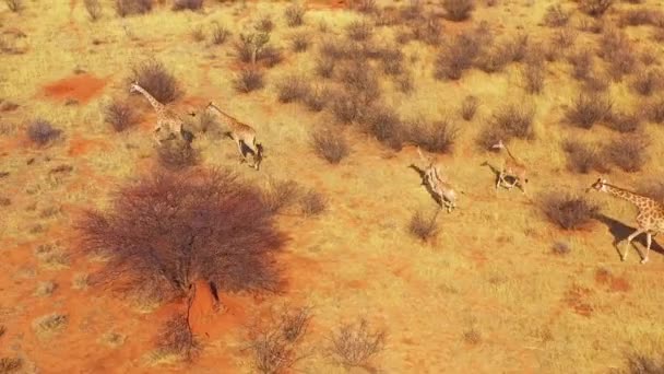 ナミビアのErindi野生動物公園のサファリでサバンナを走るキリンの優れた空中 — ストック動画