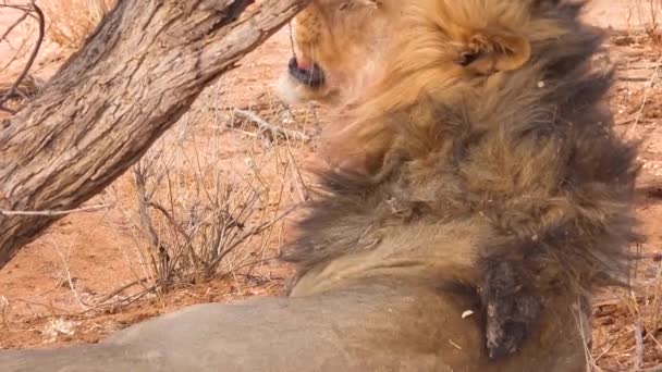 Extreme Close Van Een Trotse Mannelijke Leeuw Die Grond Rolt — Stockvideo