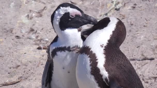 南アフリカ共和国グッドホープ岬のビーチでジャッカスの黒い足のペンギンが新郎 — ストック動画