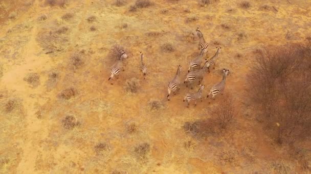 Uitstekende Wilde Dieren Antenne Van Zebra Staan Lopen Vlaktes Van — Stockvideo