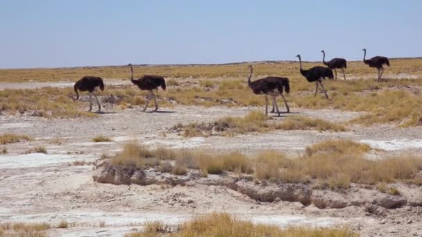 Een Groep Struisvogels Loopt Door Het Etosha National Park Namibië — Stockvideo