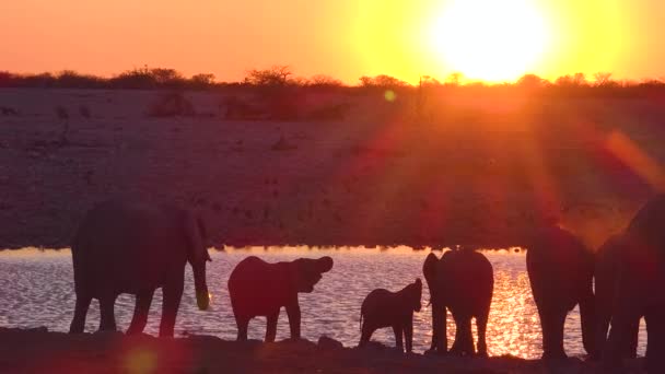 アフリカゾウの喉の渇きは 金色の日没の光の中で夕暮れの散水穴に到着し ナミビアのEtosha国立公園で入浴して飲む — ストック動画