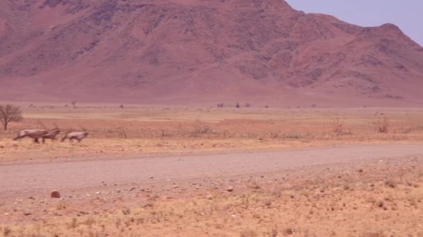 Antílopes Oryx Corren Través Una Carretera Desierto Namib Namibia — Vídeos de Stock