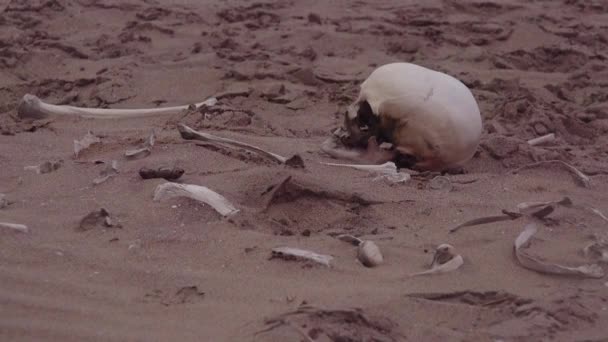 Überreste Menschlicher Skelette Liegen Sand Einem Abgelegenen Teil Der Skelettküste — Stockvideo