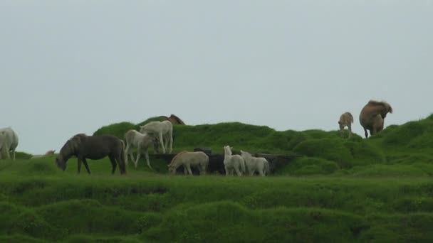 Cavalos Islandeses Chutar Jogar Silhueta Butte Solitário — Vídeo de Stock