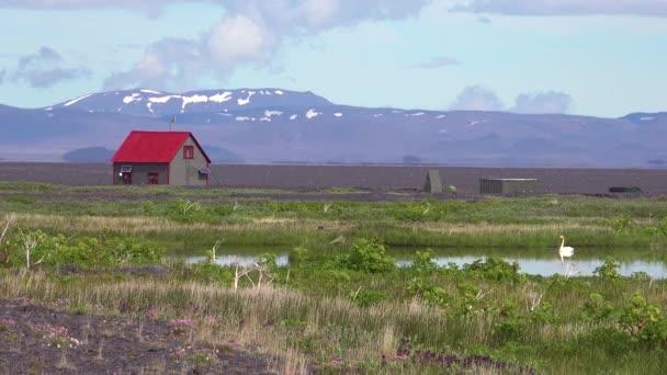 近くの湖に白鳥とアイスランドの内陸高地のリモートハウスや構造物 — ストック動画