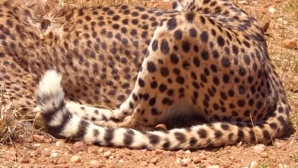 Pan Van Sterke Achterpoten Tot Cheeta Die Vers Rood Vlees — Stockvideo