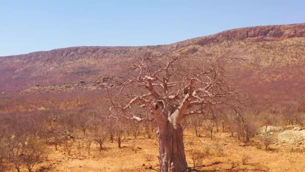 Kuzey Namibya Veya Güney Angola Daki Dev Bir Baobab Ağacının — Stok video
