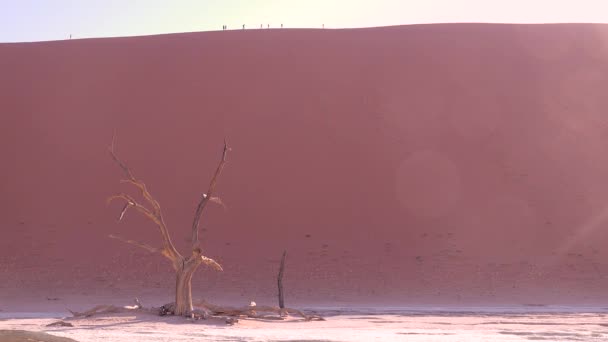在纳米比亚纳米布沙漠的纳米布 瑙克洛夫特国家公园的Deadvlei和Sossusvlei 令人惊奇的枯树在黎明时分被剪影 远足者 — 图库视频影像