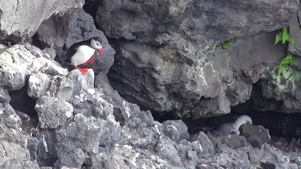 Ein Isländischer Papageitaucher Sitzt Auf Einem Felsen — Stockvideo