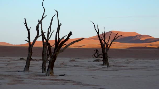 ナミブ ノークルフト国立公園 ナミブ砂漠 ナミビアのデアドレイとソスススススススヴレイの夜明けにシルエットの枯れ木 — ストック動画