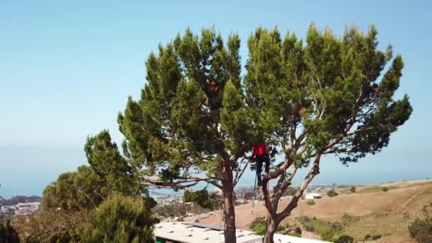 Aerial Tree Trimmer Cutting Branches Tree Hillside Neighborhood — Stock Video