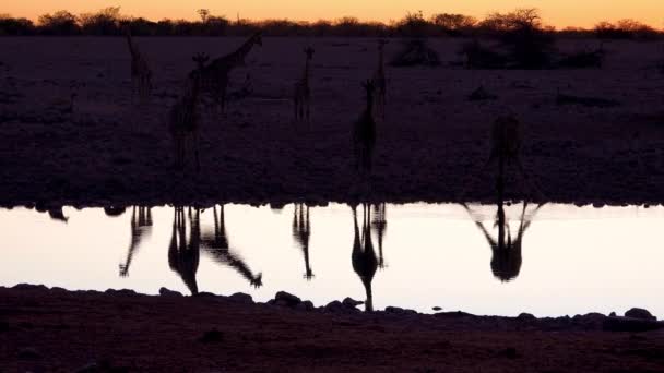 Anmärkningsvärd Bild Giraffer Dricka Återspeglas Ett Vattenhål Vid Solnedgång Eller — Stockvideo