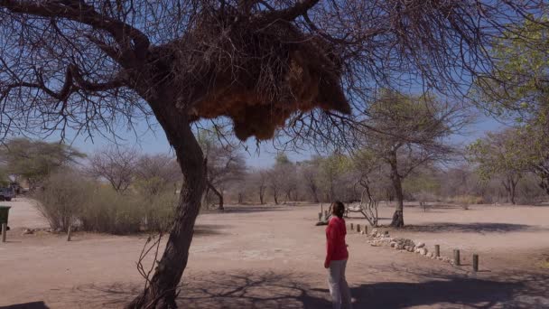 Žena Stojí Pod Obrovským Hnízdem Tkalců Stromě Namibii — Stock video