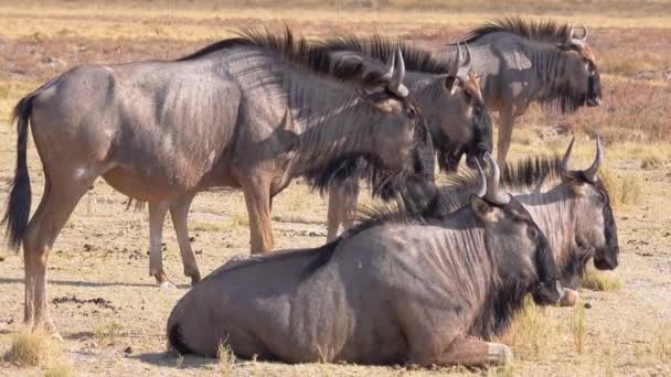 Ñus Sienta Sabana África Parque Nacional Etosha Namibia — Vídeo de stock