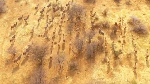 Замечательный Беспилотный Летательный Аппарат Следует Большим Стадом Земляных Антилоп Африканской — стоковое видео