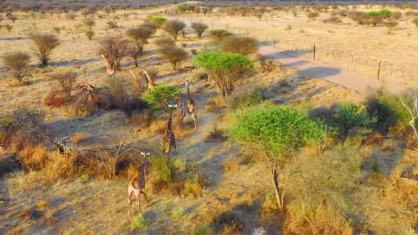 Erindi Vahşi Yaşam Parkı Namibya Safaride Savanada Koşan Zürafaların Üzerinde — Stok video