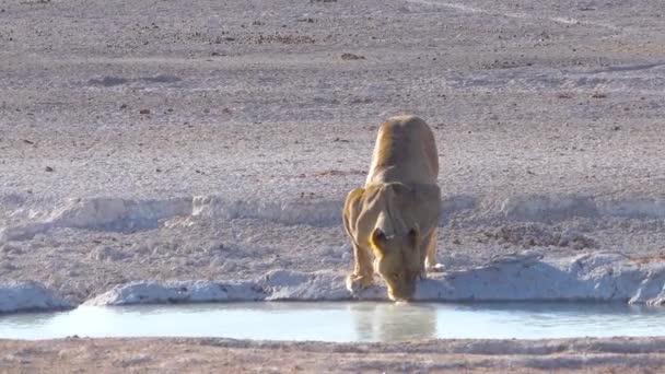 Lví Samice Pije Vodní Díře Africe Národním Parku Etosha Namibii — Stock video