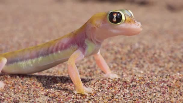 Macro Close Pequeno Lagarto Bonito Namib Deserto Gecko Com Grandes — Vídeo de Stock