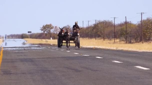 Oslí Vozík Pohybuje Dlážděné Cestě Namibii Pouště Stoupajícím Žárem — Stock video