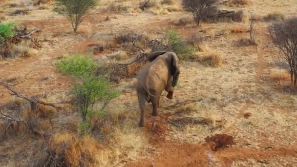 ナミビアのエリンディ公園のサファリでアフリカのサバンナを歩くソロの美しい象の上の偉大な無人航空機 — ストック動画
