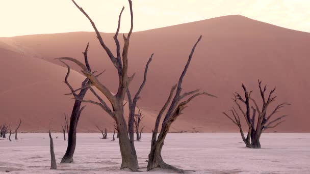 Удивительные Мертвые Деревья Силуэт Рассвете Deadvlei Sossusvlei Намиб Науклуфт Национальный — стоковое видео
