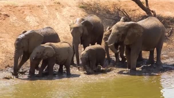 Замечательные Кадры Семейного Стада Африканских Слонов Наслаждающихся Грязевой Ванной Водопое — стоковое видео