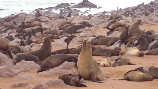 Migliaia Foche Cuccioli Radunano Una Spiaggia Atlantica Nella Riserva Cape — Video Stock