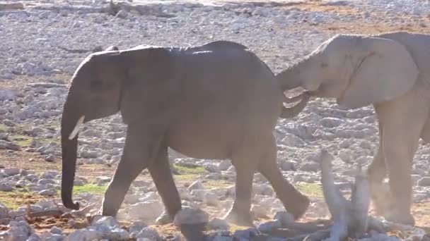 Deux Jeunes Éléphants Mignons Marchent Avec Tirant Les Autres Queue — Video