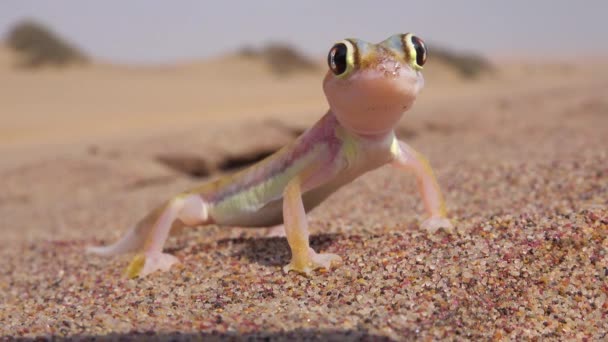 在纳米比亚的沙滩上 一只长着大反光眼睛的可爱的小纳米布沙漠壁虎的宏观特写坐在一辆经过背景的狩猎车旁边 — 图库视频影像