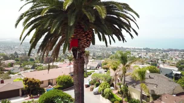 Aerial Tree Trimmer Cutting Palm Tree Fronds Southern California Hillside — Stock Video